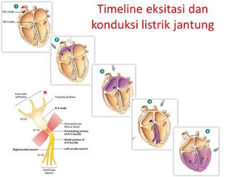 Ikhtisar Sinoatrial dan Node Jantung Atrioventrikular